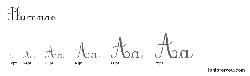 Plumnae Font Sizes