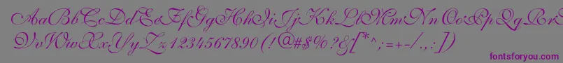 ShelleyVolantescript-fontti – violetit fontit harmaalla taustalla