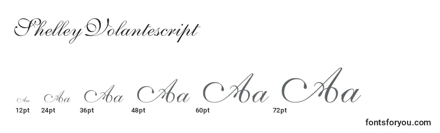 Размеры шрифта ShelleyVolantescript