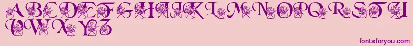 LmsLetterToMomPart2 Font – Purple Fonts on Pink Background