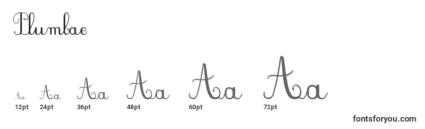 sizes of plumbae font, plumbae sizes