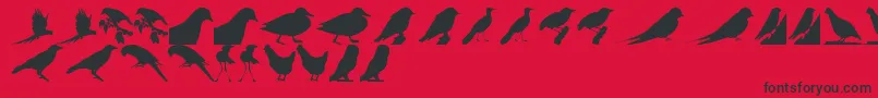 BirdsTfb Font – Black Fonts on Red Background