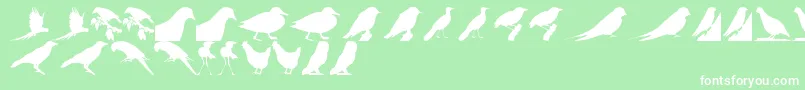 BirdsTfb Font – White Fonts on Green Background