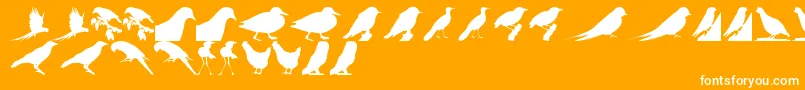 BirdsTfb-Schriftart – Weiße Schriften auf orangefarbenem Hintergrund