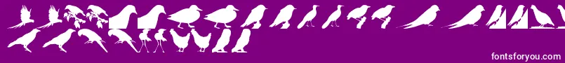 fuente BirdsTfb – Fuentes Blancas Sobre Fondo Morado