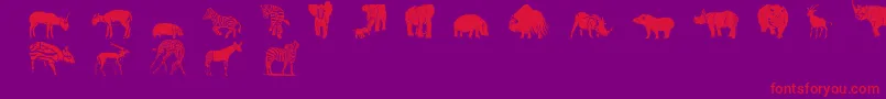 Wwsafari Font – Red Fonts on Purple Background