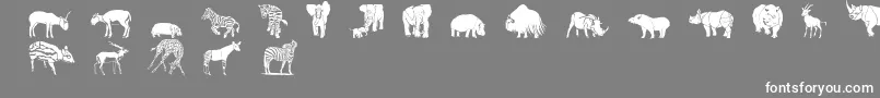 Wwsafari Font – White Fonts on Gray Background