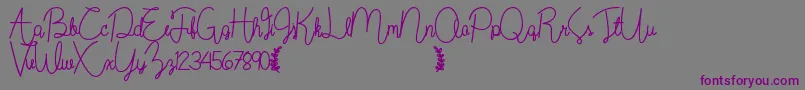 フォントWildflowerbold – 紫色のフォント、灰色の背景