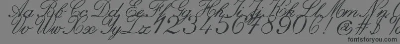 fuente ZaiItalichandcalligraphy – Fuentes Negras Sobre Fondo Gris