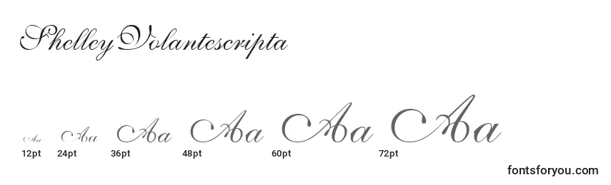 Размеры шрифта ShelleyVolantescripta