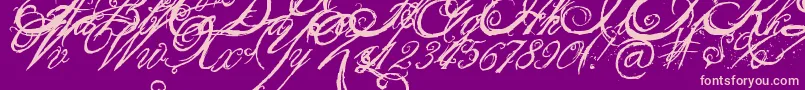 TheKingQueenFont-Schriftart – Rosa Schriften auf violettem Hintergrund
