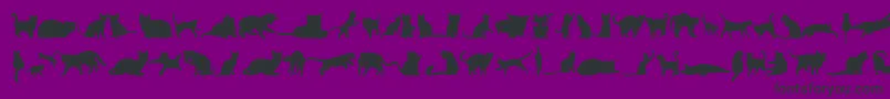 KittyCatsTfb-Schriftart – Schwarze Schriften auf violettem Hintergrund