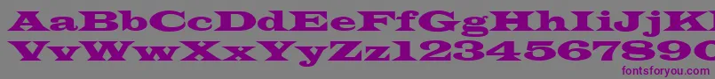 Latinwid-fontti – violetit fontit harmaalla taustalla