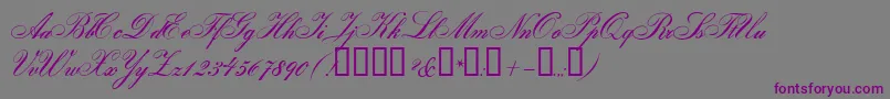 GloriaScript-Schriftart – Violette Schriften auf grauem Hintergrund