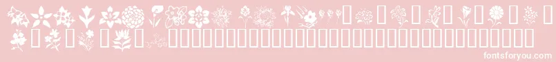 KrBlossoms1-Schriftart – Weiße Schriften auf rosa Hintergrund