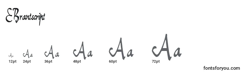 EBrantscript Font Sizes