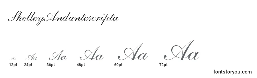Размеры шрифта ShelleyAndantescripta