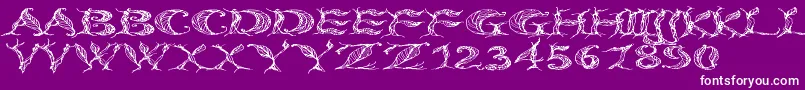 CftreeoflifeWide Font – White Fonts on Purple Background