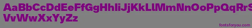 フォントAnalogue85black – 紫色のフォント、灰色の背景
