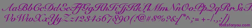 SnellRoundhandBoldScript-fontti – violetit fontit harmaalla taustalla