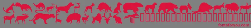 Wmanimals2 Font – Red Fonts on Gray Background