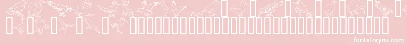 GeBirdsOfAFeather Font – White Fonts on Pink Background