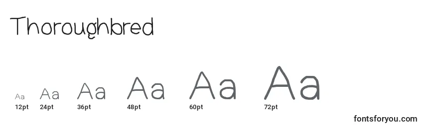 Thoroughbred Font Sizes