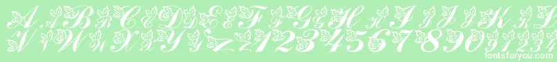 LmsHollyJollyChristmas Font – White Fonts on Green Background