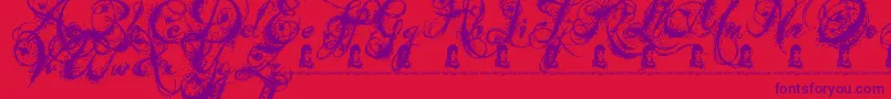 fuente AngelsMessage – Fuentes Moradas Sobre Fondo Rojo