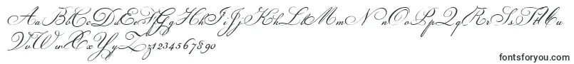 ChampignonScript Font – Icon Fonts