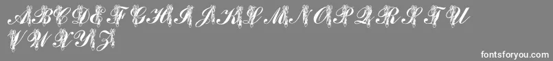 LmsToeShoes Font – White Fonts on Gray Background