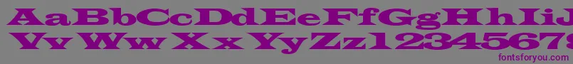 フォントTransverseexpandedssk – 紫色のフォント、灰色の背景