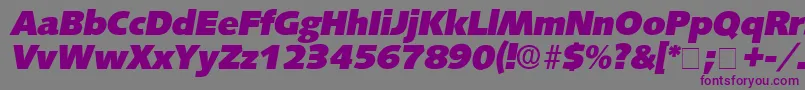 LansetteDisplaySsiItalic-Schriftart – Violette Schriften auf grauem Hintergrund