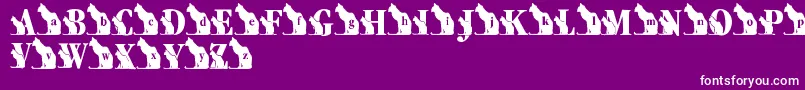 LmsKatsCat Font – White Fonts on Purple Background