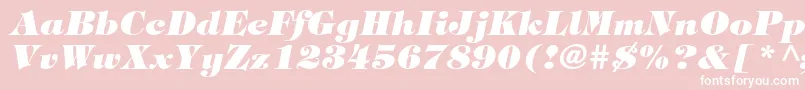 TiffanystdHeavyitalic Font – White Fonts on Pink Background