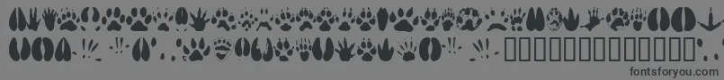 Animaltracks-Schriftart – Schwarze Schriften auf grauem Hintergrund