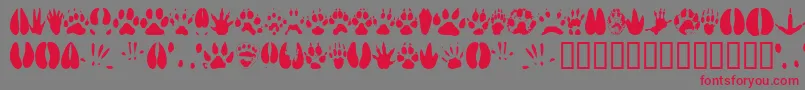 Animaltracks Font – Red Fonts on Gray Background