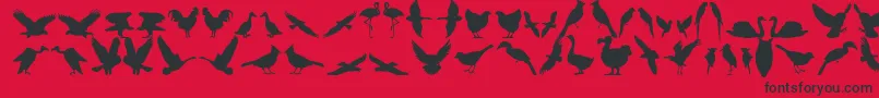 Bfeather11 Font – Black Fonts on Red Background