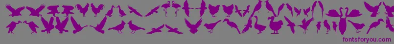 Bfeather11 Font – Purple Fonts on Gray Background