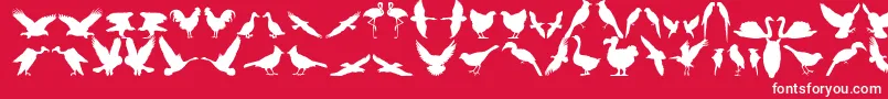 Bfeather11 Font – White Fonts on Red Background