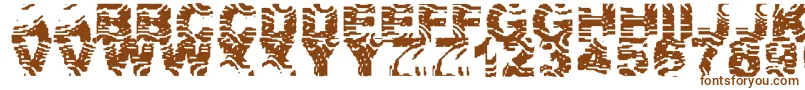 Czcionka ZebraZtripez – brązowe czcionki na białym tle