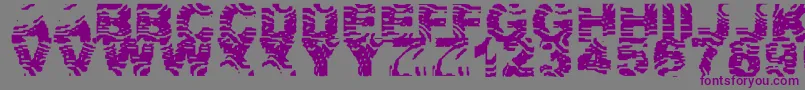 ZebraZtripez-fontti – violetit fontit harmaalla taustalla