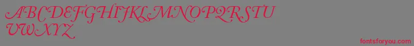 フォントAdobeCaslonItalicSwash – 赤い文字の灰色の背景