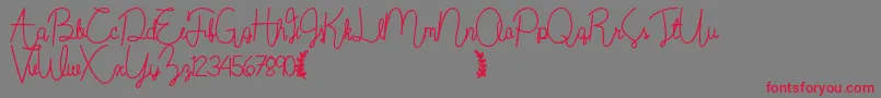 Wildflowerbold Font – Red Fonts on Gray Background