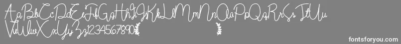 Wildflowerbold Font – White Fonts on Gray Background